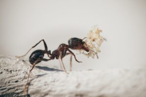 Formiga